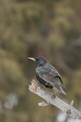 Common starling perched atop a barren tree branch.