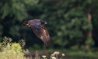 Close-up of a White-tailed eagle in flight soaring above a tranquil river and lush foliage