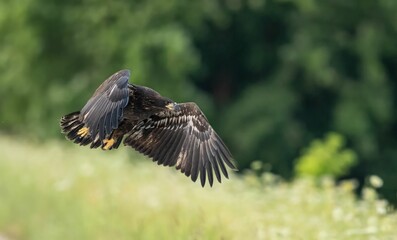 White-tailed eagle soaring through the air in front of a lush green landscape of grass and trees