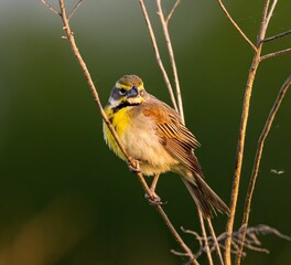 Dickcissel perched atop a thin tree branch.