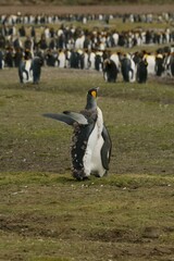 Group of penguins standing in a green field, with one in the foreground molting its feathers