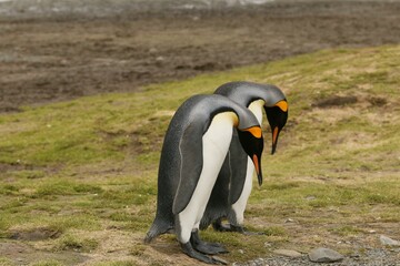 two penguins stand on the ground with their heads turned to look down