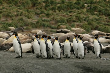 Flock of penguins congregating on a sandy beach