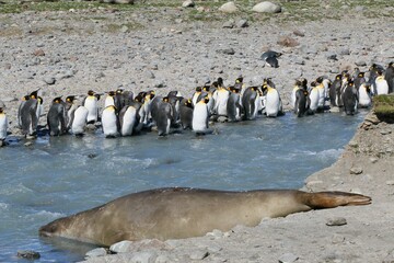 Diverse wildlife scene featuring a large group of penguins and a single seal basking in the sunlight