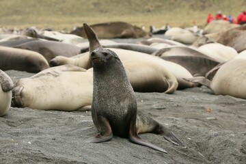 Group of seals congregating together on a sandy beach