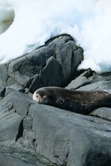Small seal perched atop a large rock in a body of water, resting peacefully