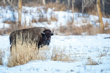 Bison walking through a picturesque snowy field in a winter forest landscape
