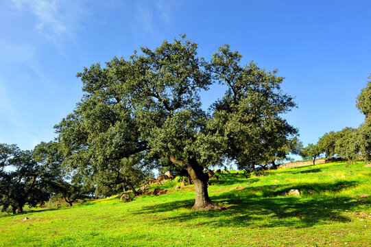 Primavera en el Parque Natural Sierra Morena de Sevilla, famoso paisaje para practicar senderismo cerca de los pueblos de Constantina, Cazalla de la Sierra y El Pedroso, Andaluc&iacute;a, Espa&ntilde;a