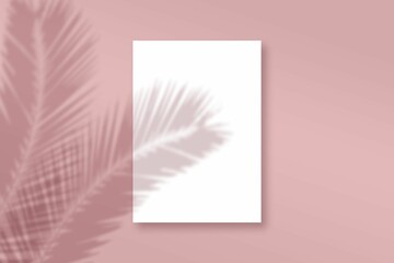 Abstract shadows of plants on a pink background with blank frame with copy space