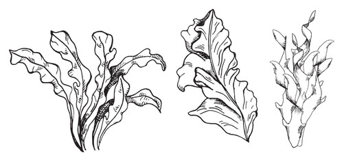 Vector pink sea plants ink hand drawn illustration isolated on white background. Red porphyra, laminaria seaweed black white line. Design element for package, label, wrapping, marine collection © Ekaterina Lanbina