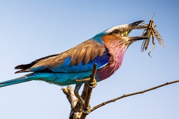 Closeup of Lilac Breasted Roller eating grasshopper in Kruger Game reserve South Africa