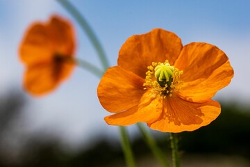 Closeup of an orange Iceland poppy in the garden