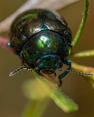 Vertical macro shot of a green beetle on a blade of grass