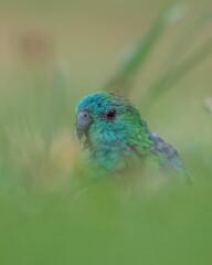 Parrot perched on a grassy field, its feathers illuminated in the warm light of the sun