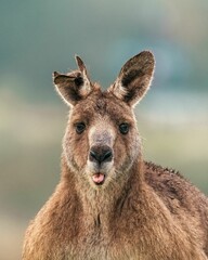 Close-up shot of brown kangaroo standing in a lush green field