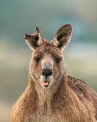  Close-up shot of brown kangaroo standing in a lush green field © Hamish Burnside/Wirestock Creators