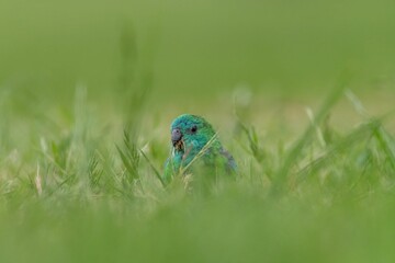 Parrot perched on a grassy field, its feathers illuminated in the warm light of the sun