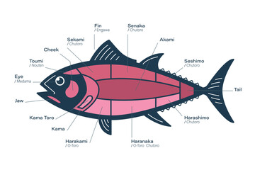 Tuna Cuts diagram. Parts of tuna. Japanese style
