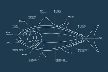 Tuna Cuts diagram. Parts of tuna of blue background. Japanese style