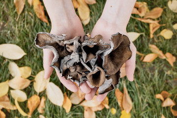 Hands with black chanterelle mushrooms. Craterellus cornucopioides, or horn of plenty trumpet or of...