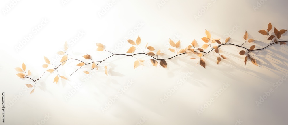 Sticker White background with abstract silhouette shadow of tree branch and leaf in morning sunlight Space for text