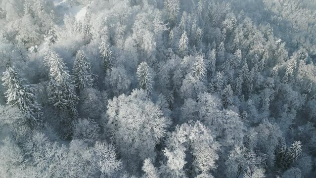 Drone footage over high forest trees top with hazy sky