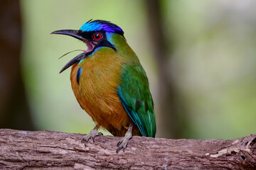 Amazonian momot (Momotus momota)