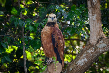 Black-collared Hawk (Busarellus nigricollis)