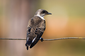 Brown-chested Martin (Progne tapera)