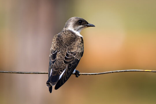 Brown-chested Martin (Progne tapera)