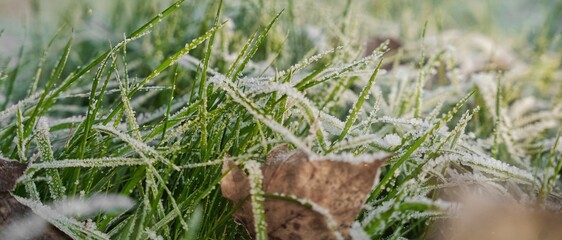 Closeup of the grass covered in the frost in a field with a blurry background
