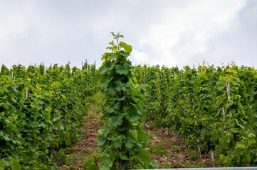 Fototapeta na wymiar Summer landscape in vineyards