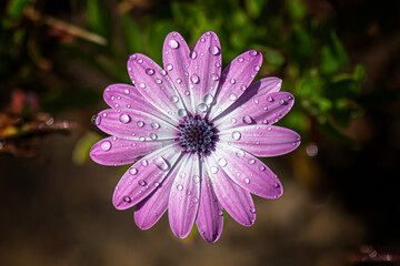 Top view of wet purple Cape marguerite in the garden