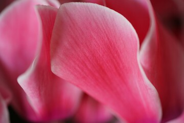 close up of pink cyclamen 