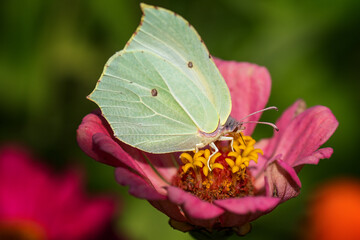 Common brimstone pollinating on pink flower