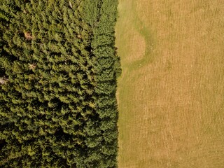 Aerial view of a dense fir forest by an agricultural field