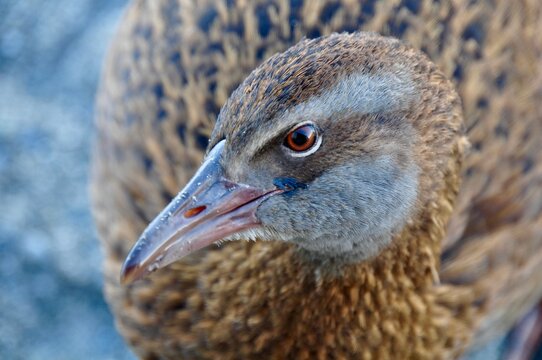 Closeup of a weka flightless bird against the blurred background