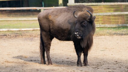 Wild bison standing on the grass in a rural landscape