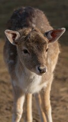 Fototapeta premium Spotted deer standing on a grassy landscape in its natural habitat on a sunny day