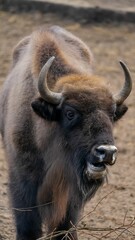 Wild bison standing on the grass in a rural landscape
