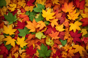 Naklejka na ściany i meble Colorful autumn leaves background. Red, yellow, orange and green leaves.