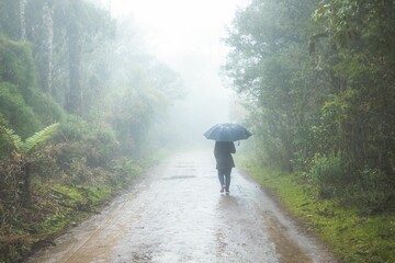 Person with an umbrella walking along a country road with lush vegetation on both sides.