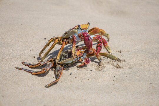 Closeup of Grapsus grapsus, two red rock crabs on the sand.