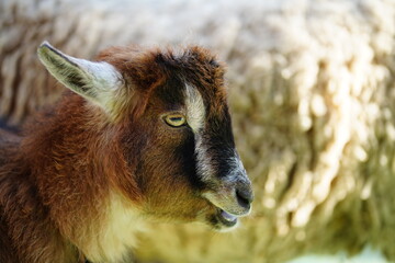 Obraz premium 江戸川動物園、東京、日本、動物園、無料、