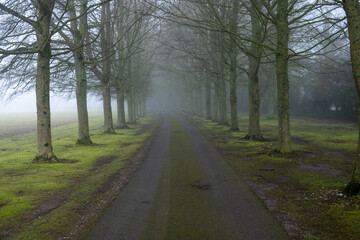 tree lined drive