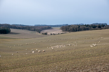 Obraz premium sheep in the field