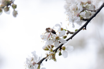 tree blossom with bee