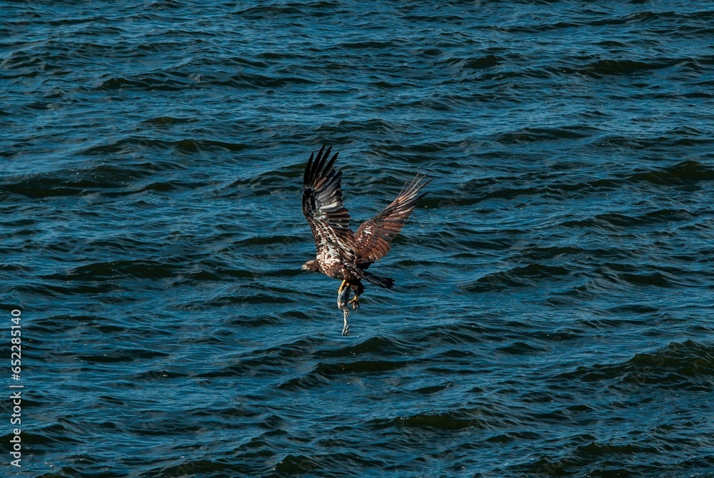 Poster View of a beautiful eagle catching fish from a sea during sunrise