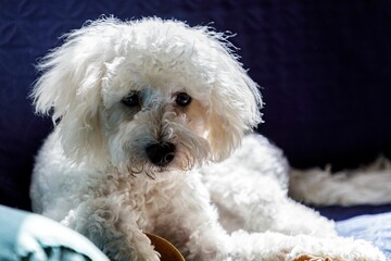 Closeup of a white poodle lying on a comfortable blanket