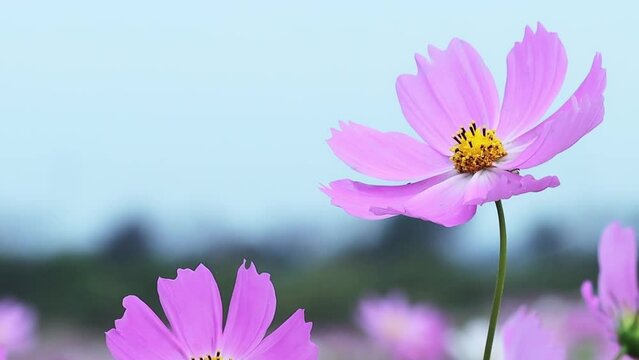 Closeup video of a pink cosmos flower in the garden on a blurred background